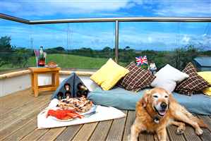 Golden retriever lying on balcony surrounded by cushions and food, royal chrome handrail balustrade